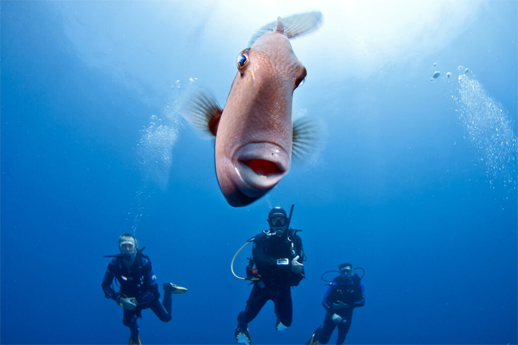 Diving & Water Sports